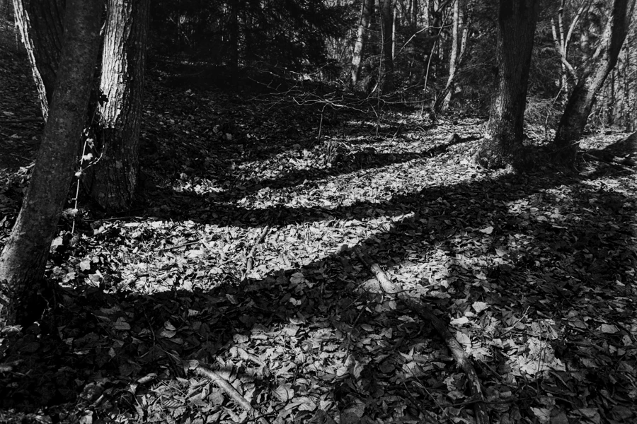 Photo de nature en noir et blanc montrant des arbres et le sol recouvert de feuilles, images d'un photographe pro à Nantes et Machecoul.