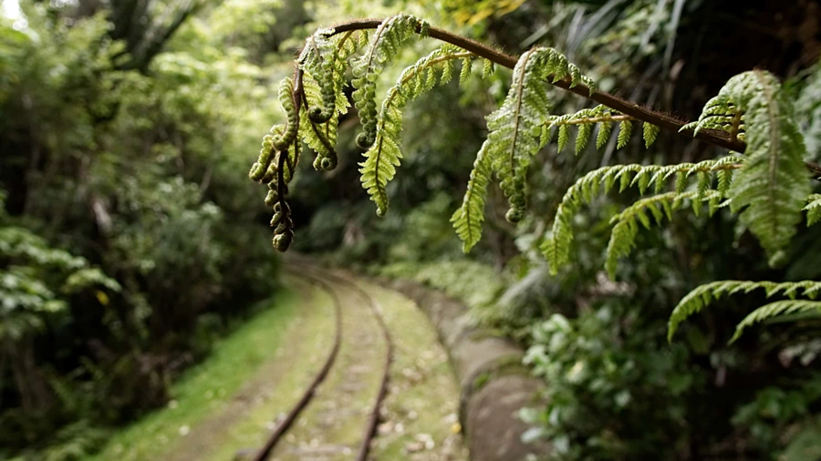 Photo de fougères en nature devant un chemin de fer, par Ken Lecoq photographe inclusif et écoresponsable à Nantes, Machecoul et Pornic.