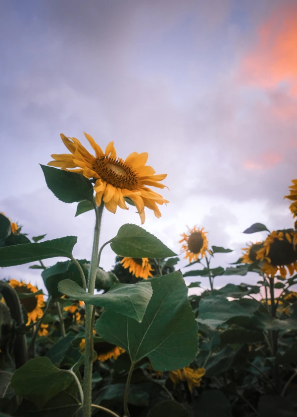 Photo de tournesols devant un ciel coloré, sur la galerie perso de Ken Lecoq, photographe écoresponsable et inclusif en Loire Atlantique.