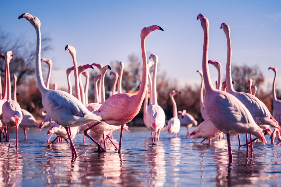Photo de flamants roses dans l'eau, levant la tête, par Ken Lecoq, photographe professionnel basé en Loire-Atlantique.